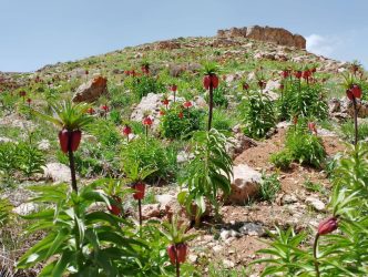 آغاز فصل گل‌دهی لاله‌های واژگون در شهرستان شاهین‌دژ