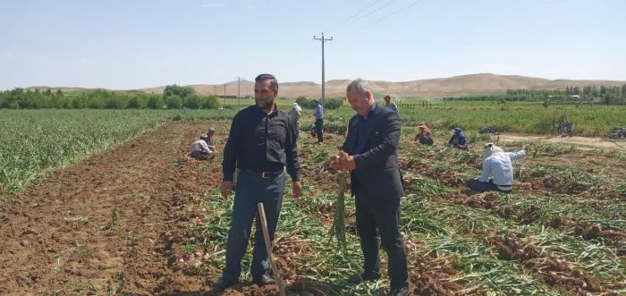 آغاز برداشت بیش از ۸۱۰۰ تن سیر خشک از مزارع شاهین دژ آغاز برداشت بیش از ۸۱۰۰ تن سیر خشک از مزارع شاهین دژ