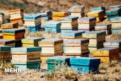 آذربایجان‌غربی پایتخت عسل کشور است