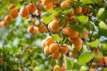 برداشت بیش از ۲۷ هزار تُن زردآلو از باغات آذربایجان غربی پیش‌بینی می‌شود