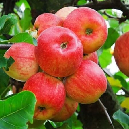 پیش بینی برداشت ۴۰ هزار تن سیب تابستانه در آذربایجان غربی پیش بینی برداشت ۴۰ هزار تن سیب تابستانه در آذربایجان غربی