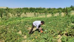 تجهیز ۲۸ هکتار از اراضی کشاورزی تکاب به سامانه‌های نوین آبیاری