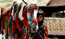 «تصمیم کبری» در شبکه امید «تصمیم کبری» در شبکه امید