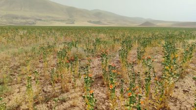 کشت گلرنگ در ۶۰ هکتار از اراضی کشاورزی تکاب